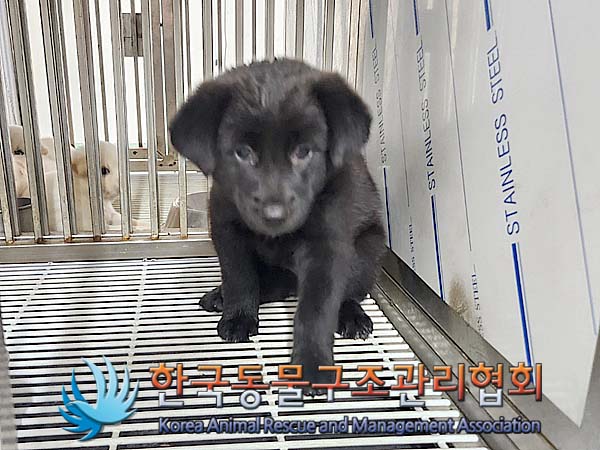 한국동물구조관리협회_441406202401192
